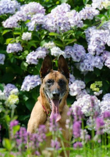 UW Botanic Gardens - Gardening with Dogs