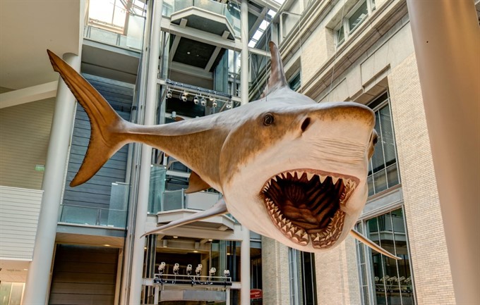 Play Date at NMNH: Megalodon Day!