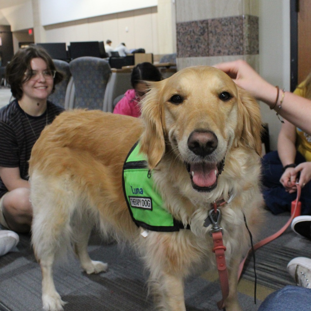 Therapy Dogs