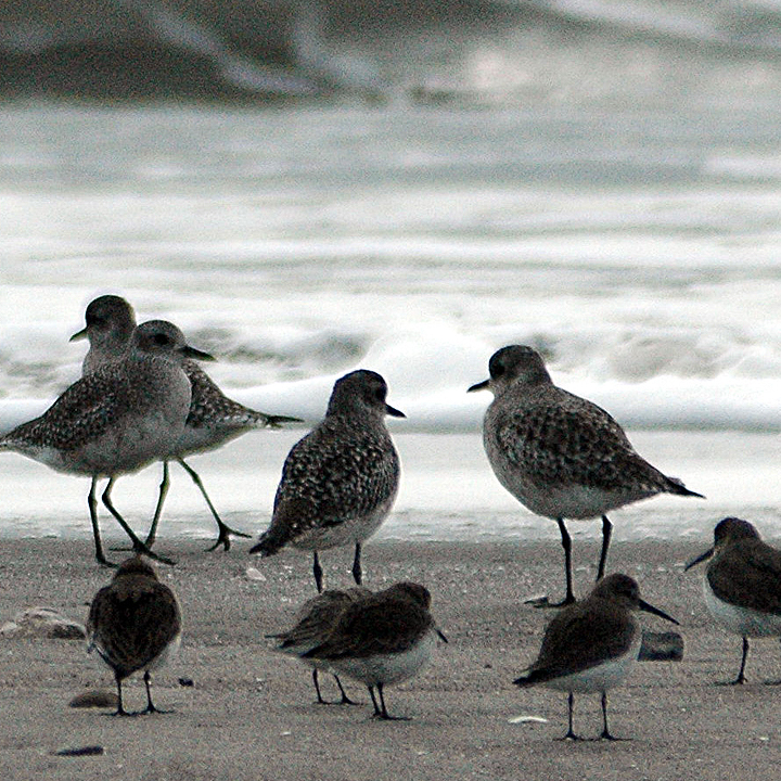 Limantour Birds