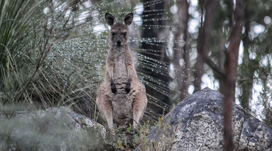 Keeping Wild Armadale: The Unique Bushlands of our City