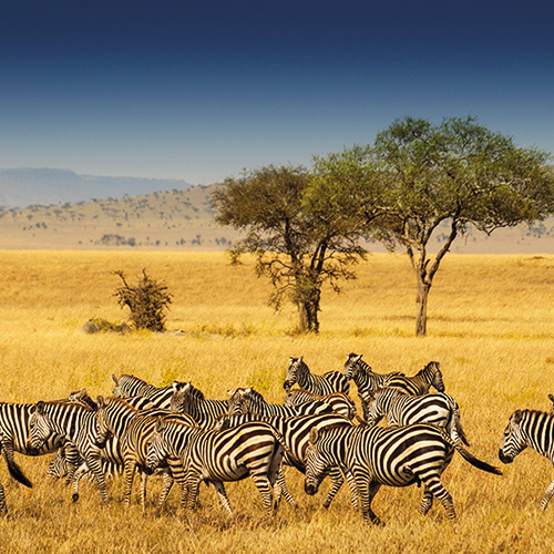 The Serengeti Rules: How Life Works