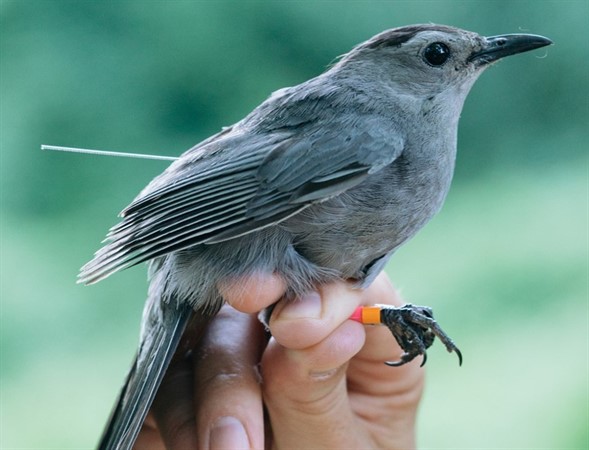 Conservation Classroom: Exploring Neighborhood Birds