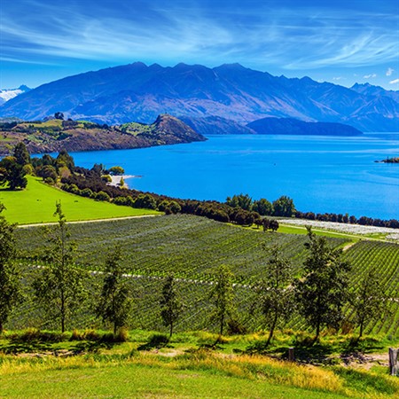 Wines of the Southern Hemisphere Part 2: New Zealand Wine