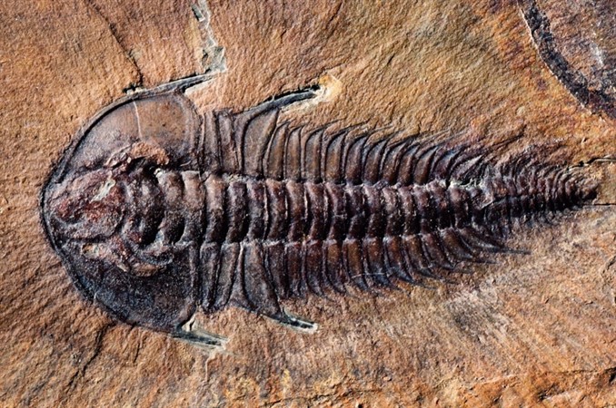 Play Date at NMNH: Cambrian Critters