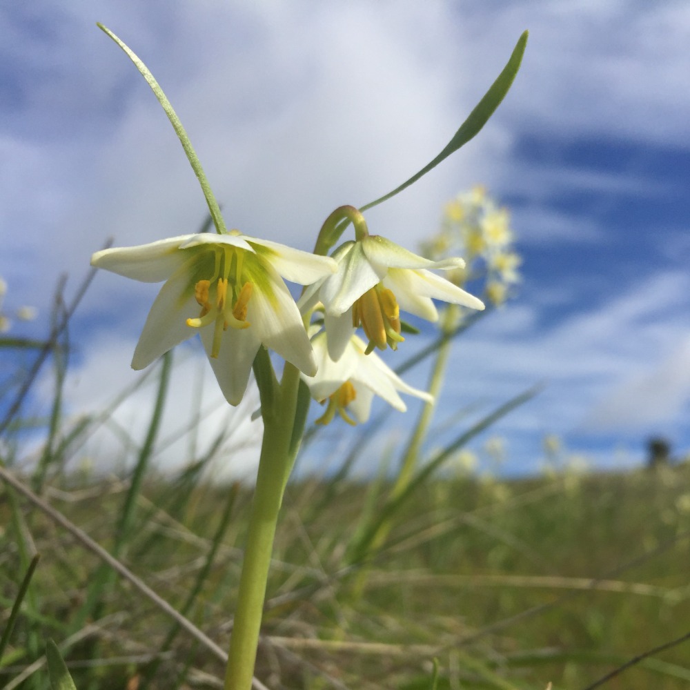 Early Blooms of Mount Burdell