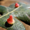 CANCELLED - Mount Burdell Plant Galls