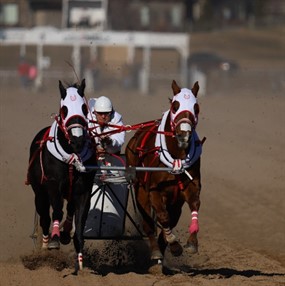 American Chariot Racing