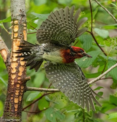 Bird Talk: The Woodpeckers of Washington (online)