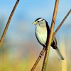 Abbotts Lagoon Birds