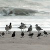 Abbotts Lagoon Birds