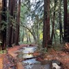 Family Walk: Roy’s Redwoods