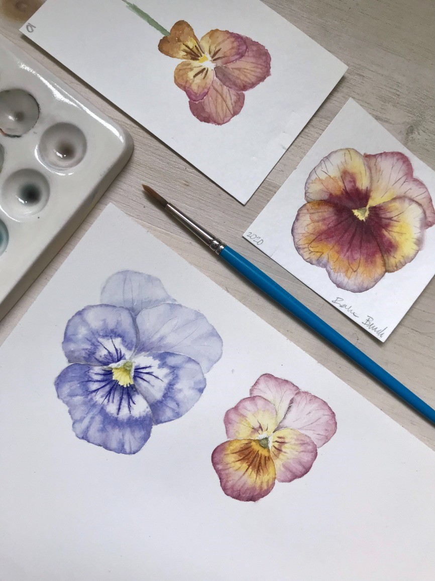 Botanical Watercolor: Pansy Practice