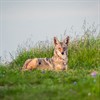 Sharing Space with Wild Carnivores