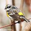 Stafford Lake Birds