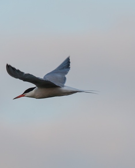 The Great Migration: Profiles of the Hemisphere's Most Amazing Migrants (online)