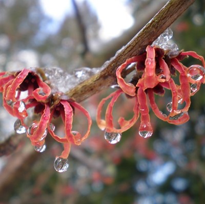 Curator Tour: Joseph A. Witt Winter Garden (in-person)