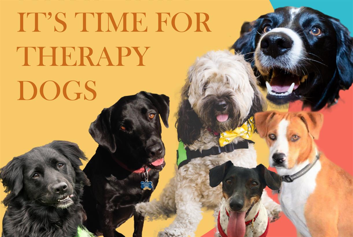 Therapy Dogs