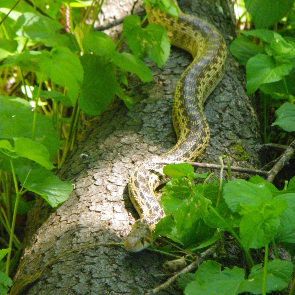 Lecture: Reptiles of Marin