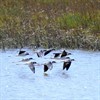 Estero Trail